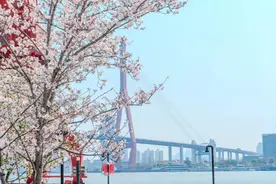 周末打卡杨浦滨江！有“樱花奇遇”，还有时髦“毛孩子”图片