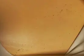 消费者称躺岛猫肚皮枕使用一年后出现不明黑色颗粒！客服回应图片