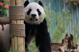 济南动物园，雨后漫步的华奥尽享清新时刻图片