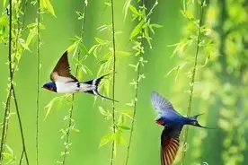 春燕归来图片