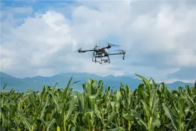 大疆农业无人机，如何助我国第一大粮食作物增产10%？图片