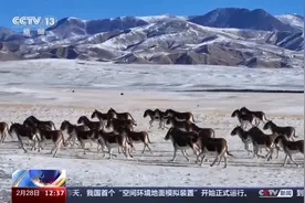 “生命禁区”可可西里的巡护日常 每条车辙都是一段故事图片