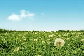 立春重养肝，人称“药草皇后”的它，每天泡水喝，入肝入胃，消肿散结，好处多多~图片