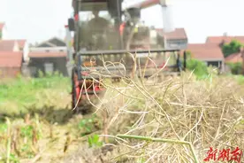 机械助力油菜抢收图片