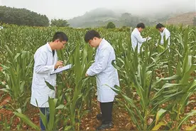 中国农业科学院植物保护研究所联合相关单位开展持续攻关——“阻击”草地贪夜蛾图片