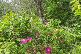 烟台牟平中部山区首次发现国家二级保护植物“野生玫瑰”图片