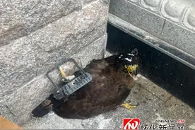解救落难的“蛇界杀手”——蛇雕图片