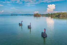 云南昆明：黑天鹅现身南滇池湿地图片