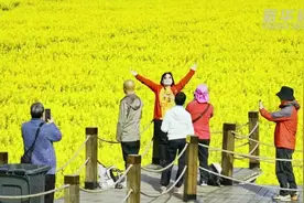 油菜花开幸福来图片