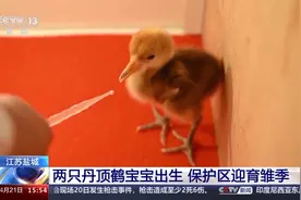 再添新成员！没有“丹顶”的鹤宝宝长啥样？来一探究竟图片