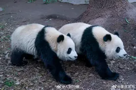 大熊猫“渝可”“渝爱”上演复制粘贴术图片