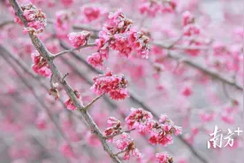 “樱”你而来｜连州市西江镇高山樱花与冰雪碰撞出靓丽景色图片