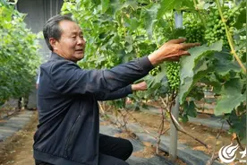 逛庙会，看产业丨吴村镇高楼村四十年探索实践，只为“种出最好的葡萄”图片