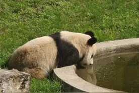 走进华阳看 “秦岭四宝”图片