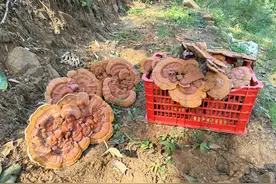 泰山景区玉泉寺管理区仿野生种植赤灵芝、黄精进入采收季图片