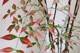 花700元买的氛围感神器是智商税？不少人直呼“避雷”图片