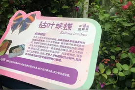 20多种乡土蝴蝶翩翩起舞、棕熊展示可爱泳姿……两大动物园里欢乐多｜不一样的魔都·双节新玩法图片