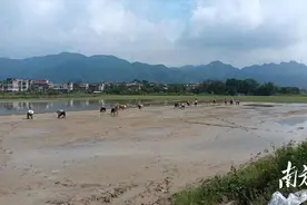 清新太和：夏种夏管齐步走，粮食安全稳丰收图片