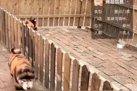 一动物园直播“指狗为虎”？ 园方：松狮犬染色，扮演卡通形象“跳跳虎”图片