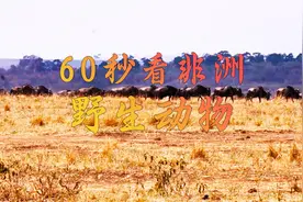 60秒看非洲野生动物图片