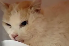 2只猫已移出猴山，由中国小动物保护协会接管，昆明动物园：将认真反思图片