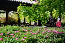 河南汝州：芍药花开惹人醉图片