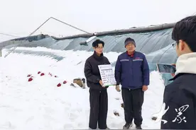 暴雪骤降压塌大棚，保险“雪中送炭”为菜农解忧图片