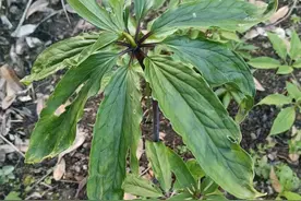 辨识咸丰中草药 | 七叶一枝花图片
