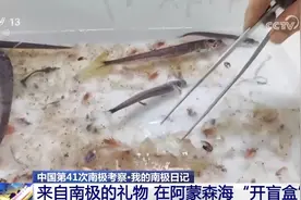 在阿蒙森海开“捕鱼盲盒”是什么体验？南极科考日记上新图片