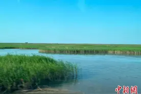黄河三角洲如何“建”出“鸟类的国际机场”？图片