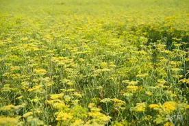 吉木萨尔：千亩茴香丰收在望图片