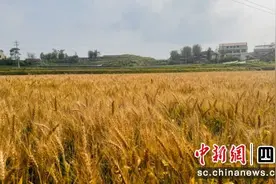 宜宾：小春作物种植面积和产量实现“双丰收”图片