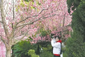 春日曲靖花烂漫 游人如织赏春光图片