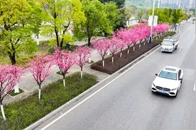 又到春花烂漫时｜垫江：美人梅花开 扮靓公路图片