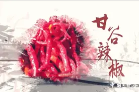 甘谷辣椒遍地红图片