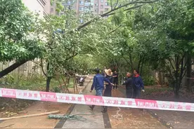 暴雨致大树倒伏 网格员及时清障护平安图片