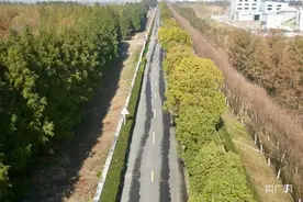 新春走基层  |  湿地之韵  绿意长歌图片