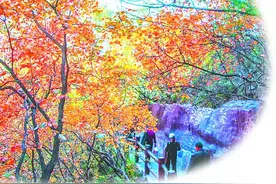 金秋赏红叶，焦作你不可不去的“赏红”点位！图片