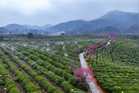 一杯黄山茶里的新质生产力图片