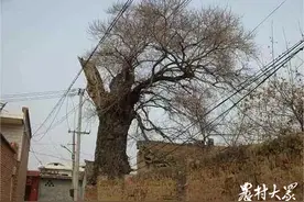 村名印迹|的卢走，皇叔寻蛙不叫，树成神图片