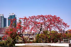 广东阿妈爱的“祛湿法宝”满街都能捡？注意！没晒干有毒图片