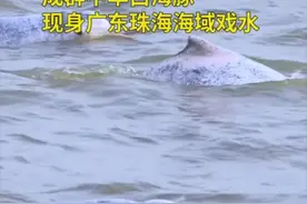 成群中华白海豚现身广东珠海海域戏水图片