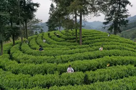 湖南湘西：“三杯茶”里的乡村振兴图片