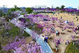 南京：“花经济”盛开，满城都是“追花人”图片