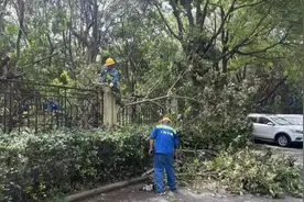 宝山发布大风橙色预警，居委干部捏了把汗：还好倾斜大树已处理图片