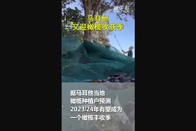 马耳他又迎橄榄收获季图片