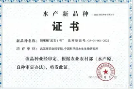 “武农1号”！武汉鳜鱼新品种全国重点推广图片