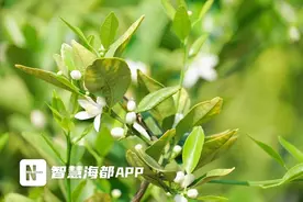 福橘花开香满园！福州一公园迎赏花高峰图片