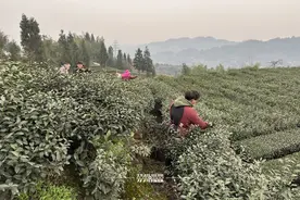 泸州纳溪：早起采茶抢“鲜”机 夜市交易保品质图片