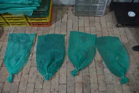 查扣69条蛇，处罚来了！图片